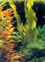 Akváriumi növények - Ottelia ulvifolia